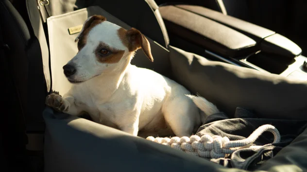 Back Seat Dog Bed