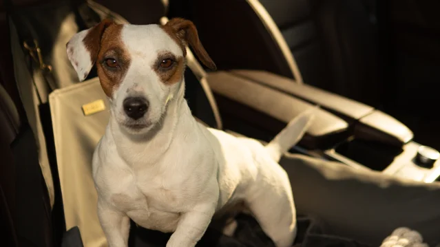 Back Seat Dog Bed