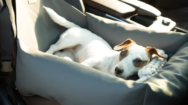 Best Dog Car Seat