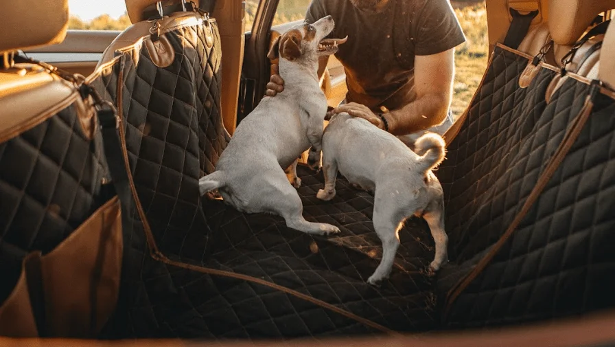 Best Dog Car Seat Cover