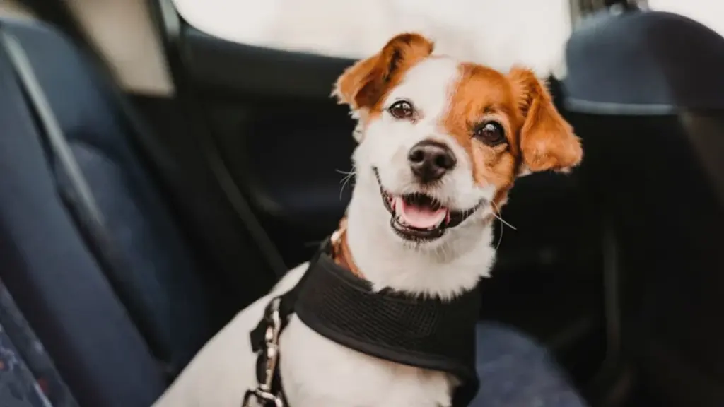 Best Dog Seat Belt