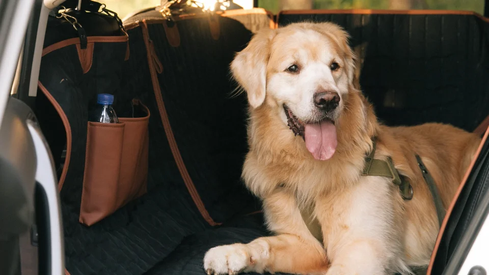 Best Dog Seat Belt