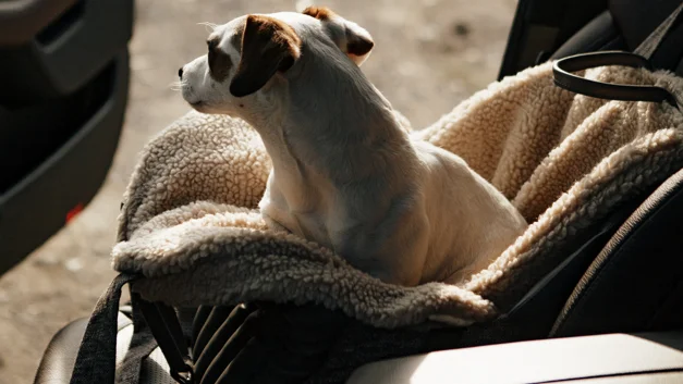 Pet Carrier for Small Dogs